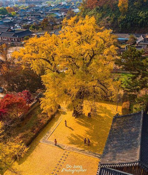 400 year old ginkgo tree at Jeonju Hyanggyo, a 14th century confucian ...