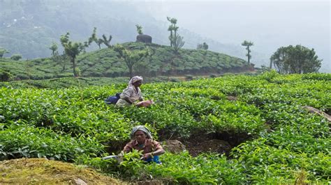 Exploring the Tea Plantations of Munnar: Kerala | Travel Junky