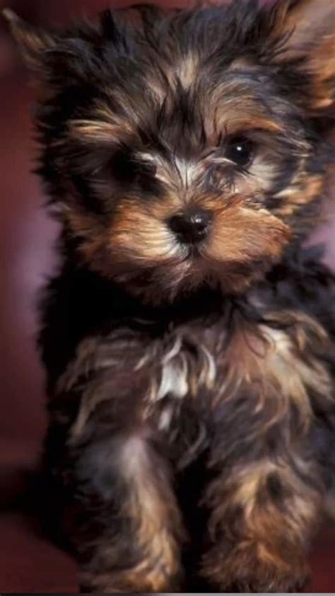 Top 10 cutest dog breeds — small cutest dogs we can’t get enough of ...