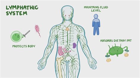 Video: Introduction to the lymphatic system | Osmosis