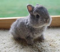 Image result for Cute Baby Rabbits Wallpapers