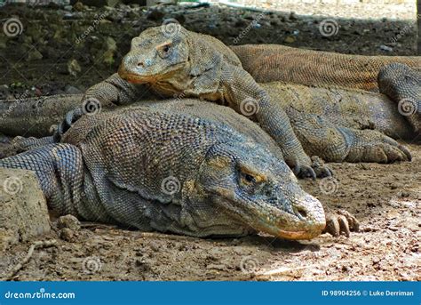 Komodo Dragon Life Cycle