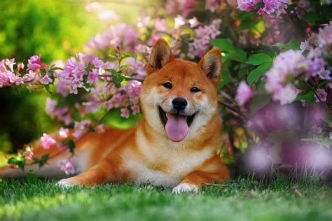 How Long Do Shiba Inus Live?: Unveiling the Secrets to a Long Shiba Life