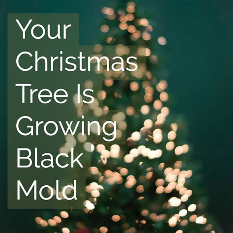 Your Christmas Tree Is Growing Black Mold | Certified Mold Inspections