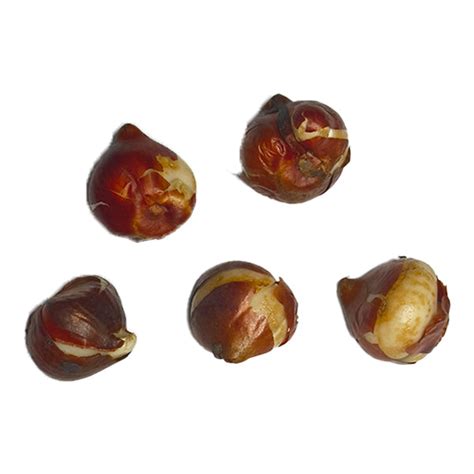 Discover the Beauty of Tulip Banja Luka Bulbs for Your Garden ...