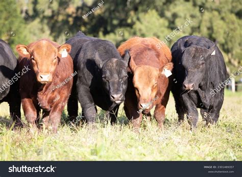 Farming Cattle Greatest Ranches Argentina Stock Photo 2301489357 ...