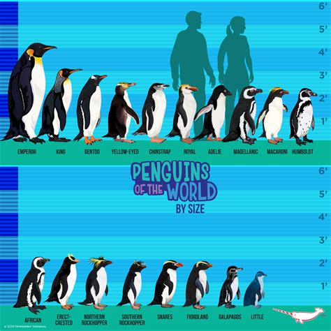 Penguins | Animals wild, Wildlife animals, Penguins