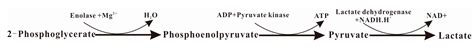 Cloning and Characterization of Surface-Localized α-Enolase of ...