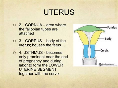 Anatomy and Physiology of the Male and Female Reproductive System | PPTX - isthmus of uterus