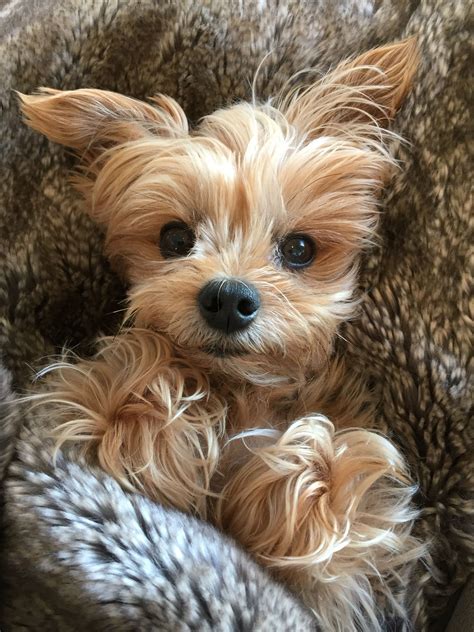 Madison. Cutest Yorkie ever! | Yorkshire terrier puppies, Yorkie, Puppies