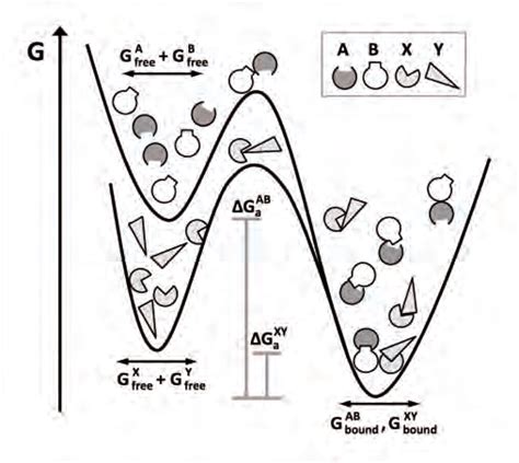 Protein Evolution Landscape 的图像结果
