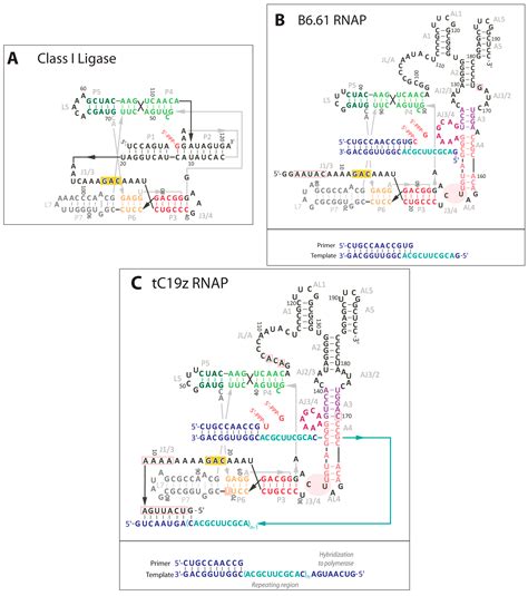 RNA Synthesis by in Vitro Selected Ribozymes for Recreating an RNA World