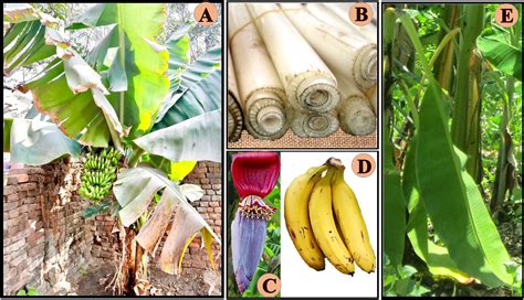 Wild Banana Vs Cultivated Banana
