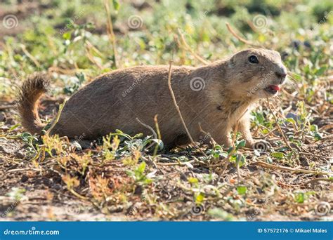 Prairie dog sounding alarm stock photo. Image of burrowing - 57572176
