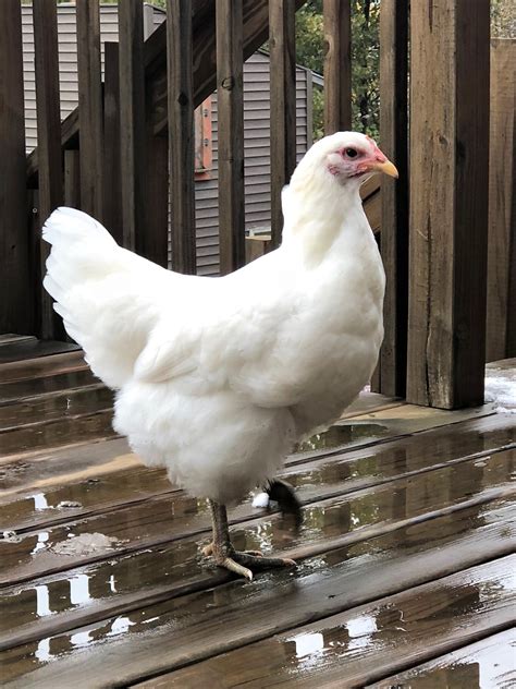 White Jersey Giant Chickens - Baby Chicks for Sale | Cackle Hatchery®