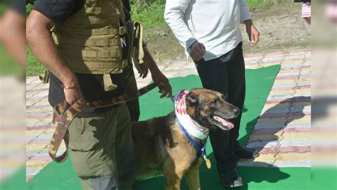Assam's K9 anti-poaching dog squad hero Zorba dies - 5 tips on how to ...