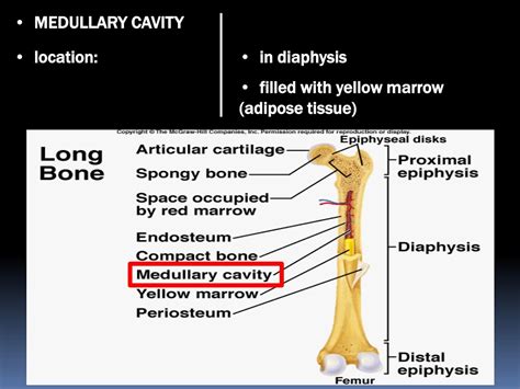 PPT - SKELETAL SYSTEM NOTES PART 1 PowerPoint Presentation - ID:9199339