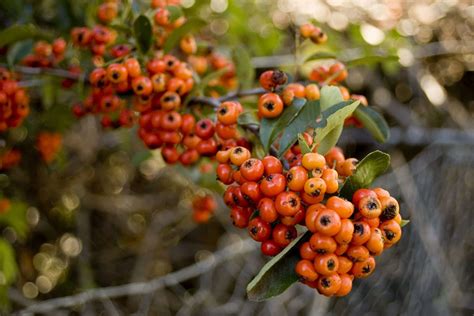 Pyracantha, The Firethorn Bush