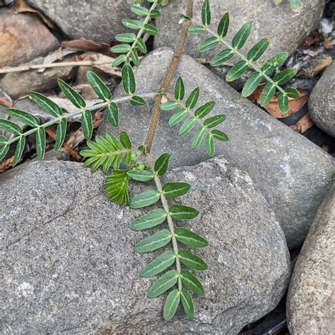 Caltrop (Tribulus terrestris) – Weeds of Melbourne