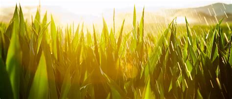 Royal Eswatini Sugar Corporation: Supporting employees, communities ...