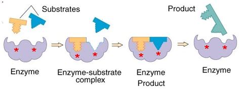 Image result for Enzyme Activity Lab Report Example