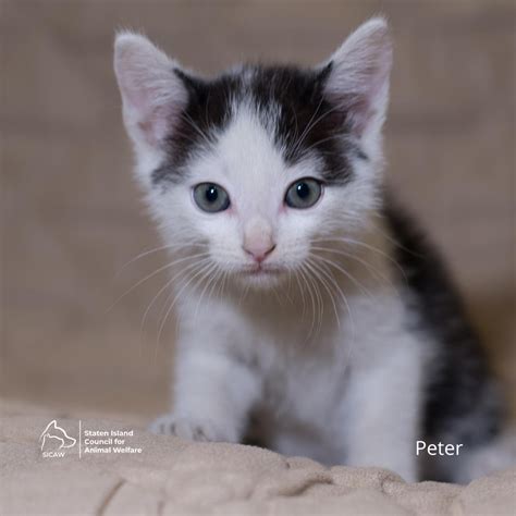 Spend your Labor Day weekend with one of these 18 adoptable friends ...