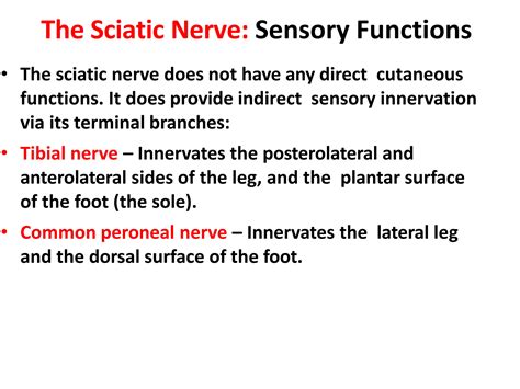 Sciatic Nerve Anatomy | PPTX