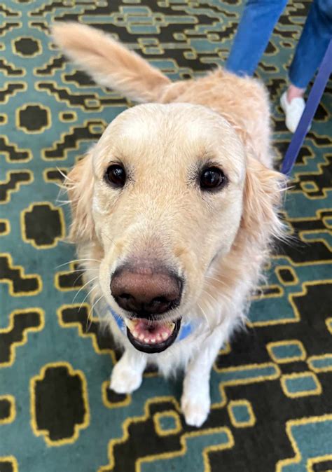 Carter - Adopt A Golden Atlanta