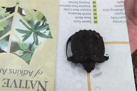 Image result for Eating Snapping Turtles