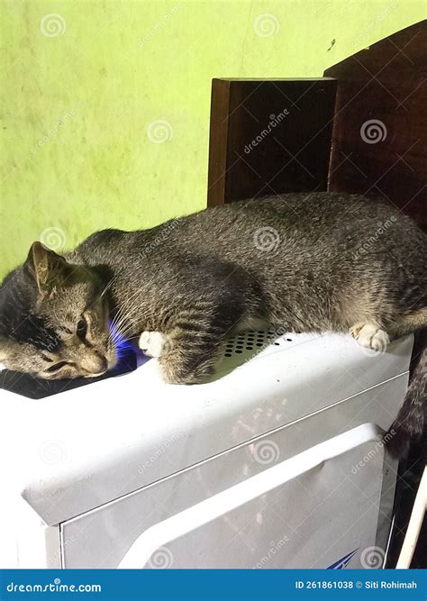Are Cats Really Lazy Or Just Overthinking? Cats Vs. Owners
