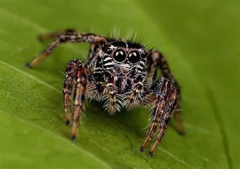 Image result for Spider Species Classification Using Machine Learning