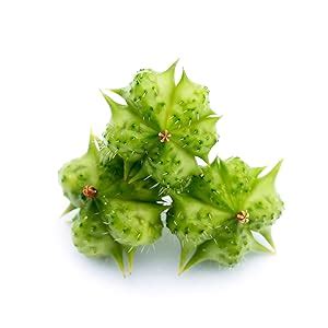 OZiva Plant Based HerBalance PCOS Supplements for Women