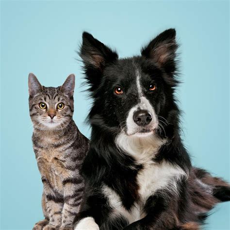 ¿Por qué te traen ratones o animales muertos como regalo los gatos ...