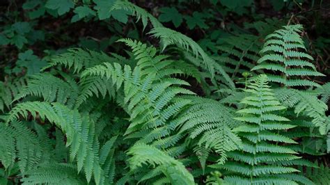Wallpaper plant, fern, macro, green hd, picture, image