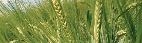 Farm & Farmers Organic Barley Flour 5Kg Gluten Free Jau Atta Millet ...