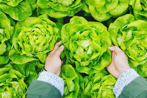 Do Plants Feel Pain, Stress or Any Sensation? - GenV