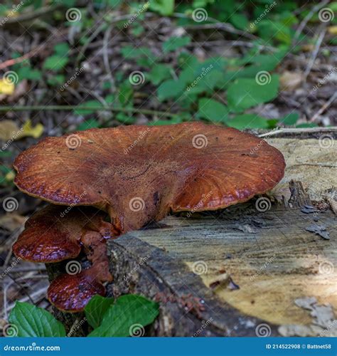 Forest Fungi are Saprophytes that Live on the Trunks and Stumps of Dead ...