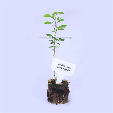 Madras Thorn Plant (Kodukka Puli) – Santhi Online Plants