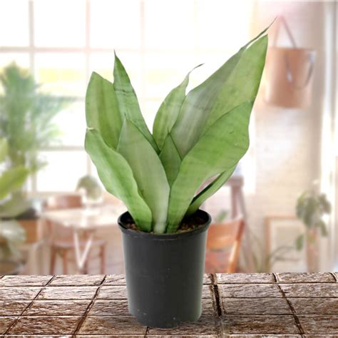 Air Purifier Indoor Silver Snake Plant with Pot – GreenParadiseLive