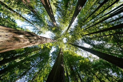 Humboldt Superior Court Humboldt County Court Directory | Flock of Legals