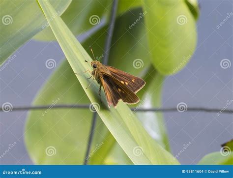 Butterfly Phylum: Arthropoda Order: Lepidoptera; Linnaeus, 1758. Kingdom: Animalia Butterflies ...