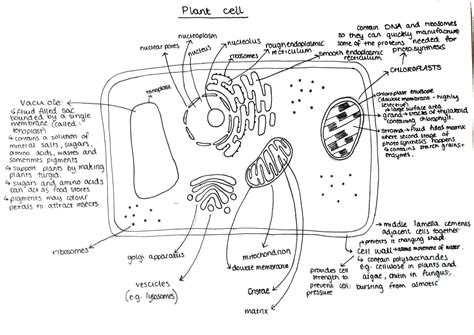 Plant Cell Structure 的图像结果