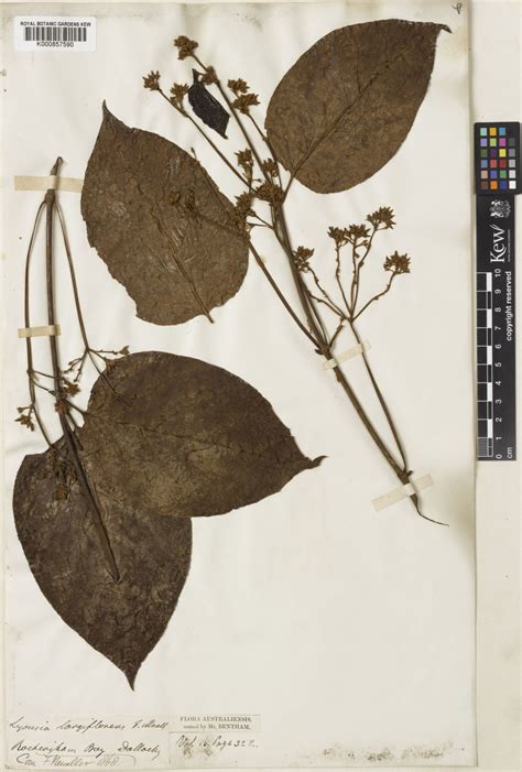 Parsonsia largiflorens (F.Muell. ex Benth.) S.T.Blake | Plants of the ...