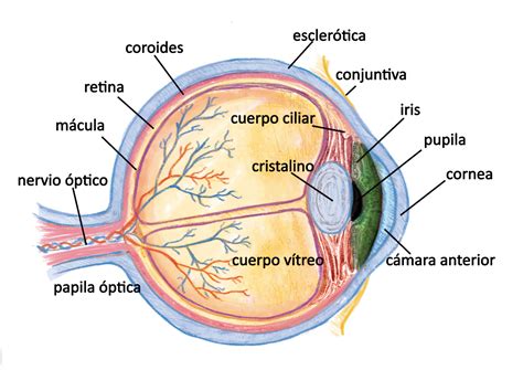 Anatomía y forma del ojo – Quirell