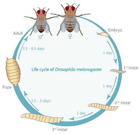 Fruit Fly Life Cycle Stages