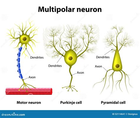 Multipolar Neuron Labeled Under Microscope