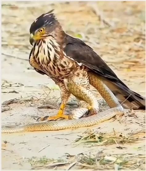 To eat a snake : r/therewasanattempt