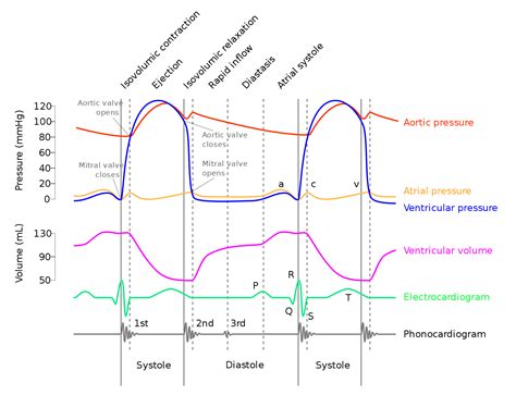 2. The Cardiac Cycle - SimpleMed - Learning Medicine, Simplified