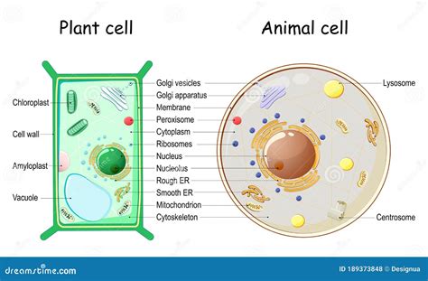 Plant Cell Animal Cell Stock Illustrations – 1,449 Plant Cell Animal ...