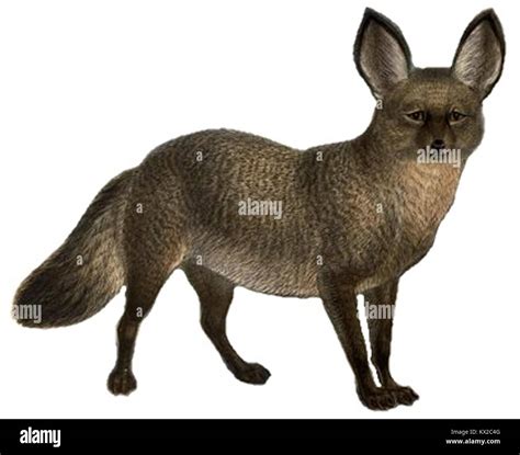 Illustration of dogs, jackals, wolves, and foxes, highlighting anatomical and behavioral traits ...